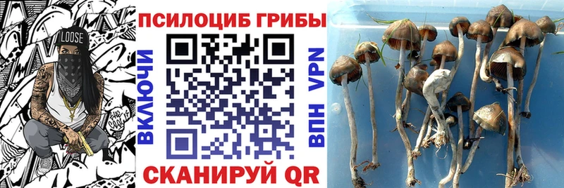 Псилоцибиновые грибы Psilocybe  Мураши 